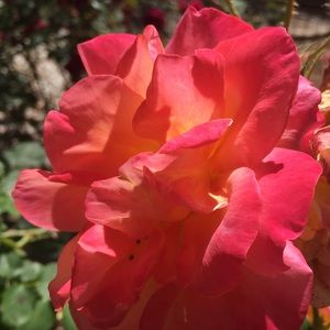 Meet your Posher, Molly